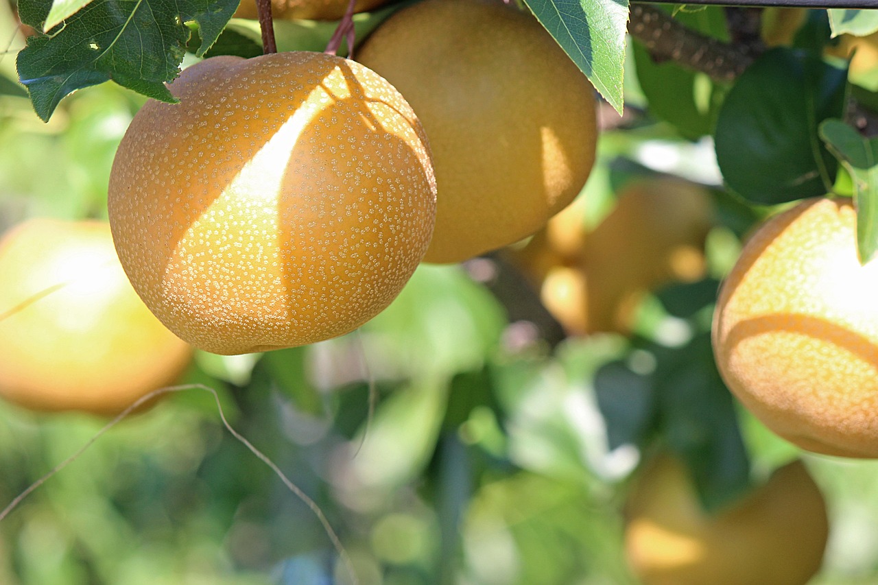 Pear 2720106 1280