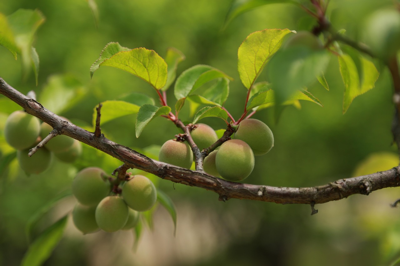 Plum 3297415 1280 (1)