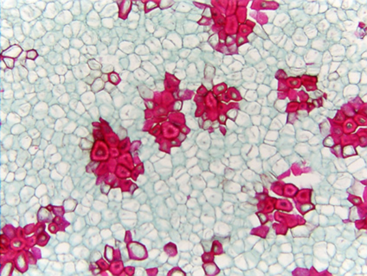 Stone Cell