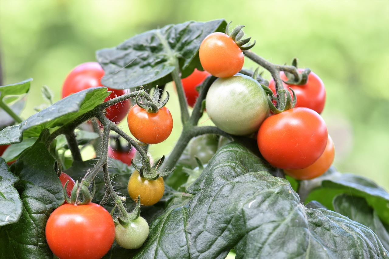 Tomato 2453386 1280