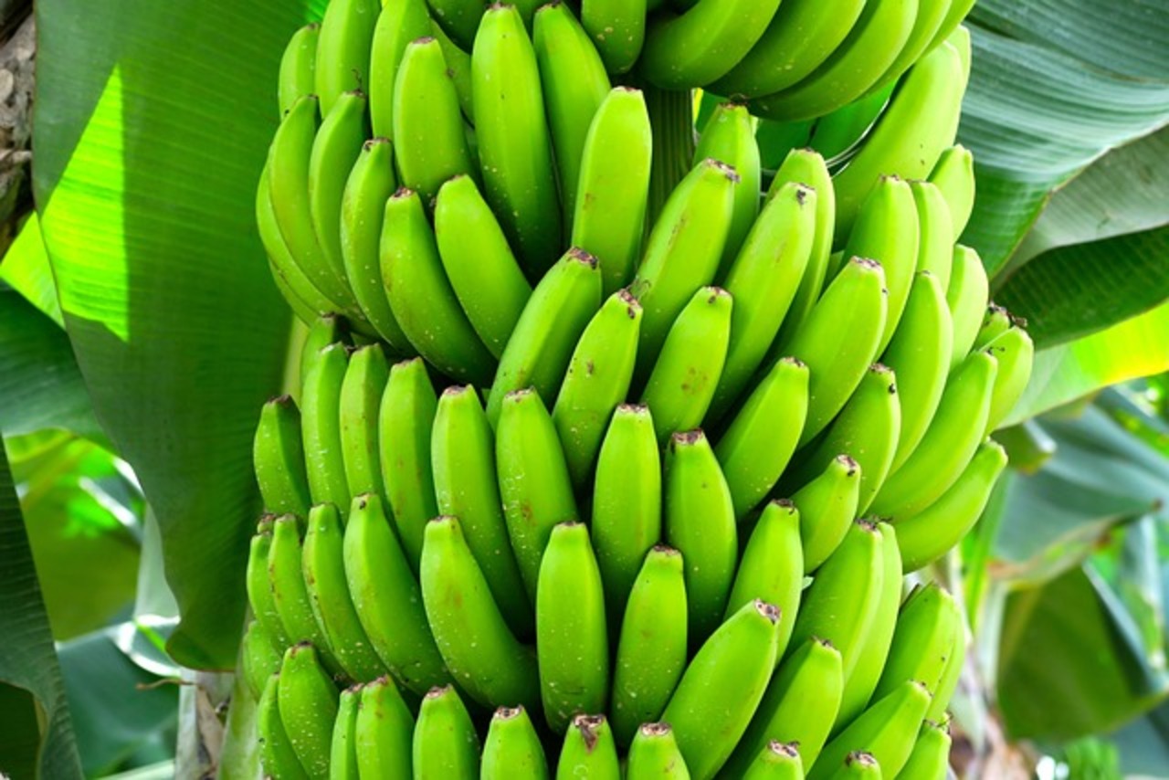 Banana Diet 1822914 640 (1) (1)