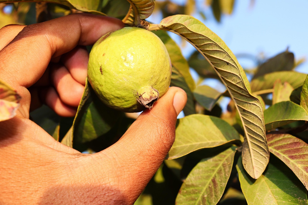 Guava 7709978 1280