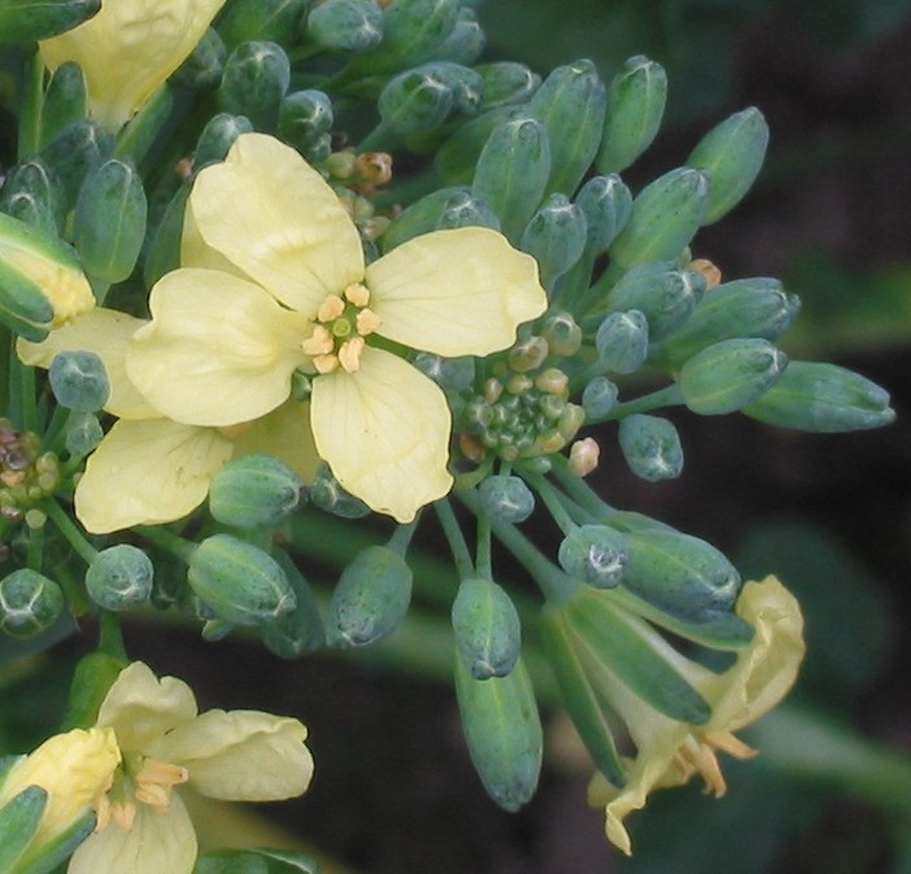 Broccoli Bloem (1) (1)