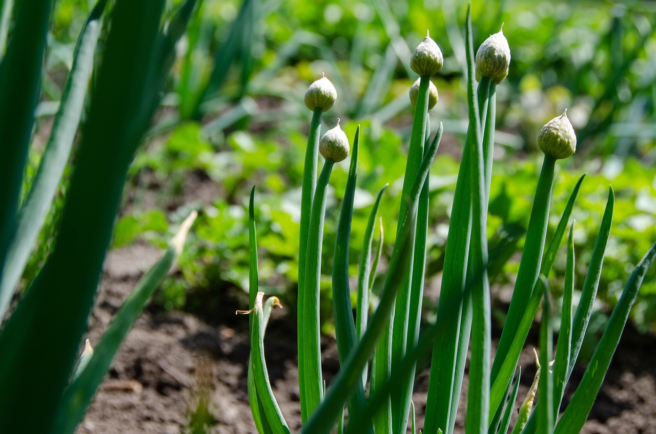Herb Garden 5192340 1280