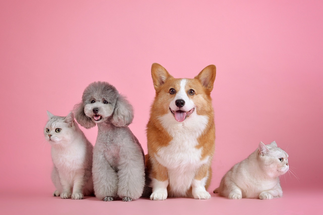 Pets 3715733 1280