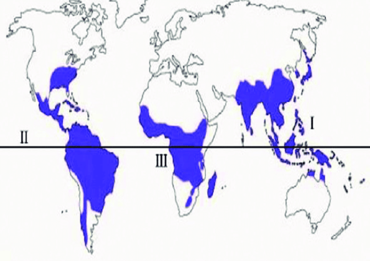 A Sketch Map Of World Bamboo Distribution The Asian Pacific Region I The Americas (1) (1)