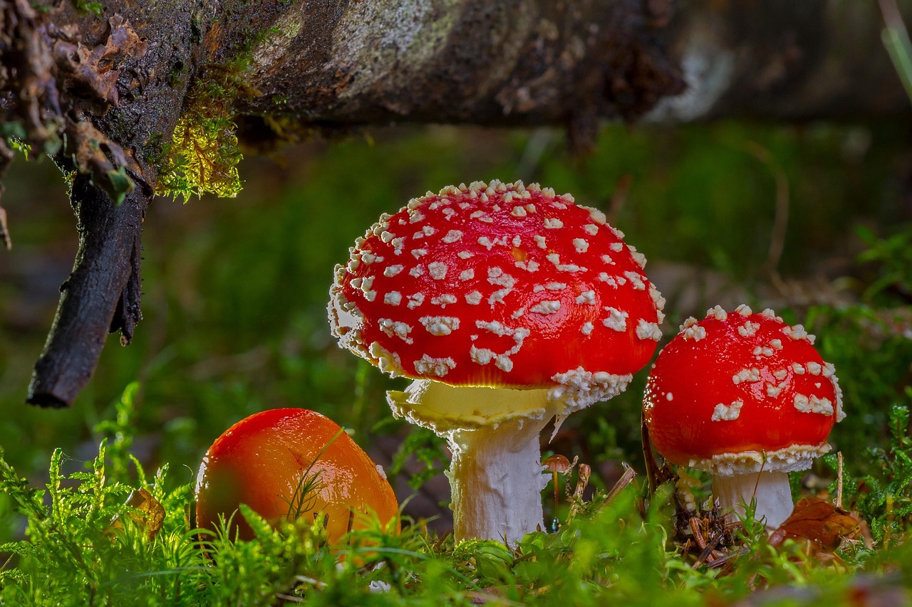 Fly Agaric 2817723 1280