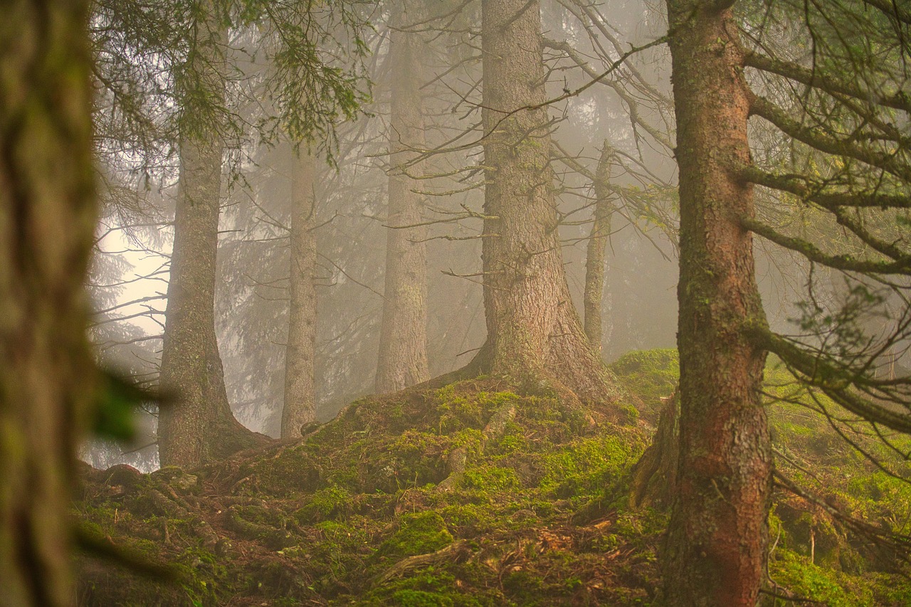 Forest 7406241 1280