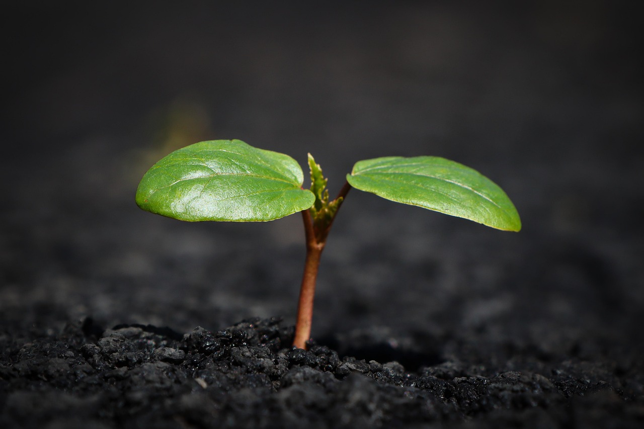 Plant 8338691 1280