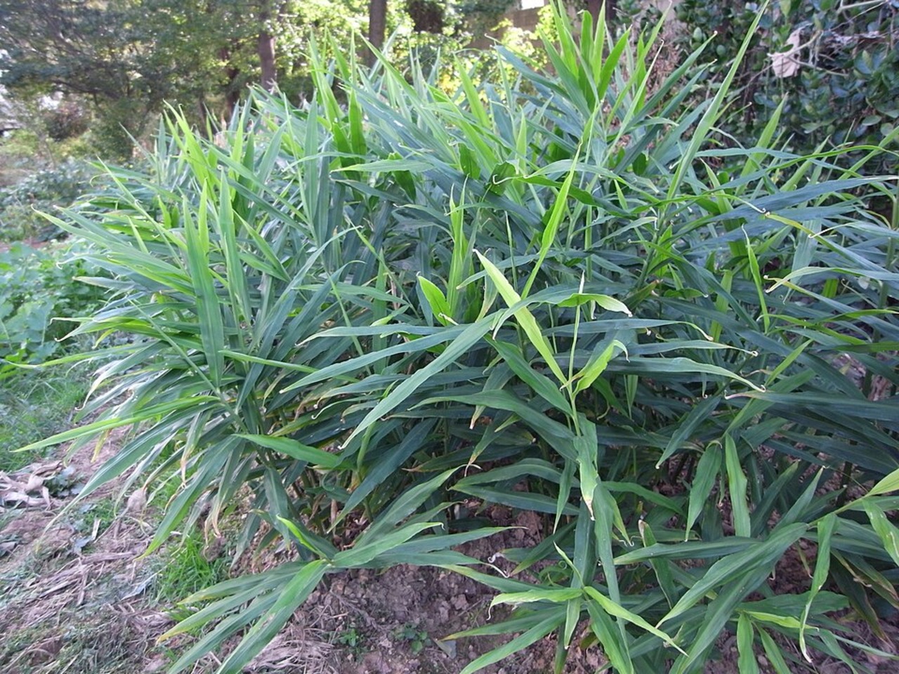 生薑植株 (2)