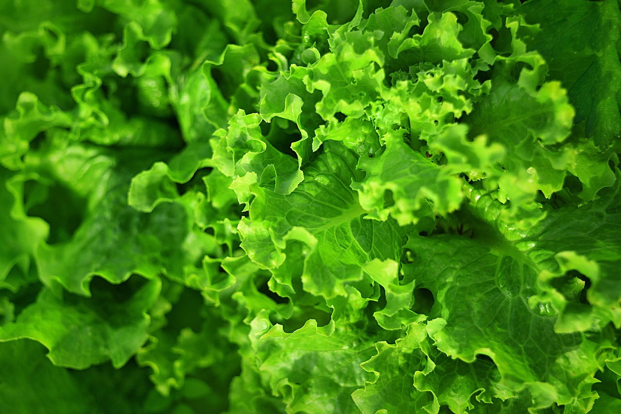 Salad 2754319 1280