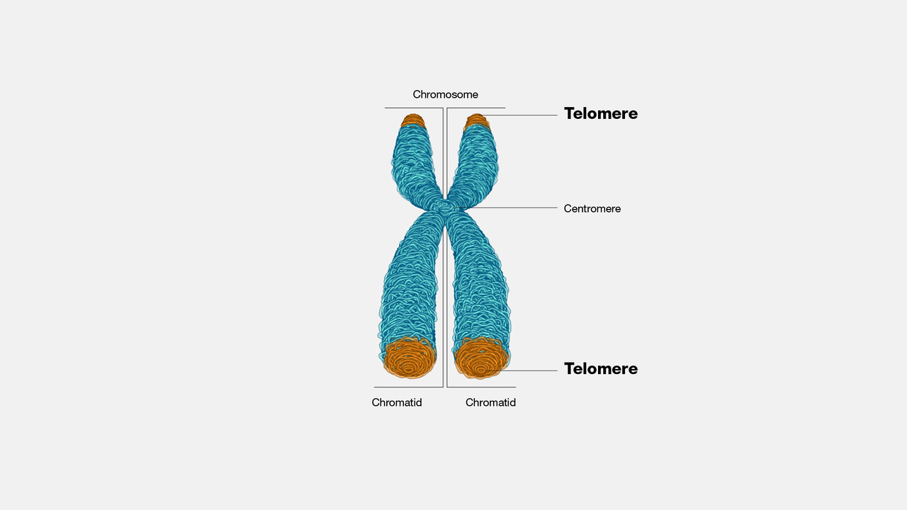 Telomere (1)