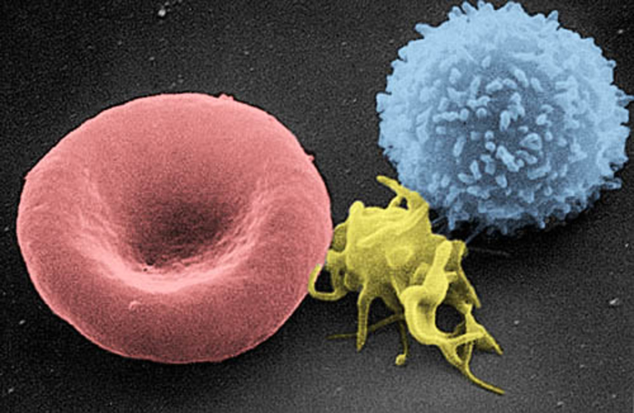 Red White Blood Cells (1)