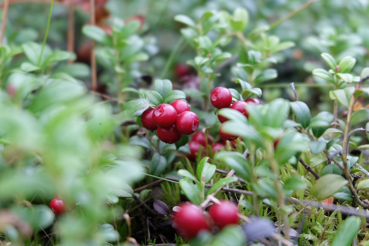 Berries 4560704 1280