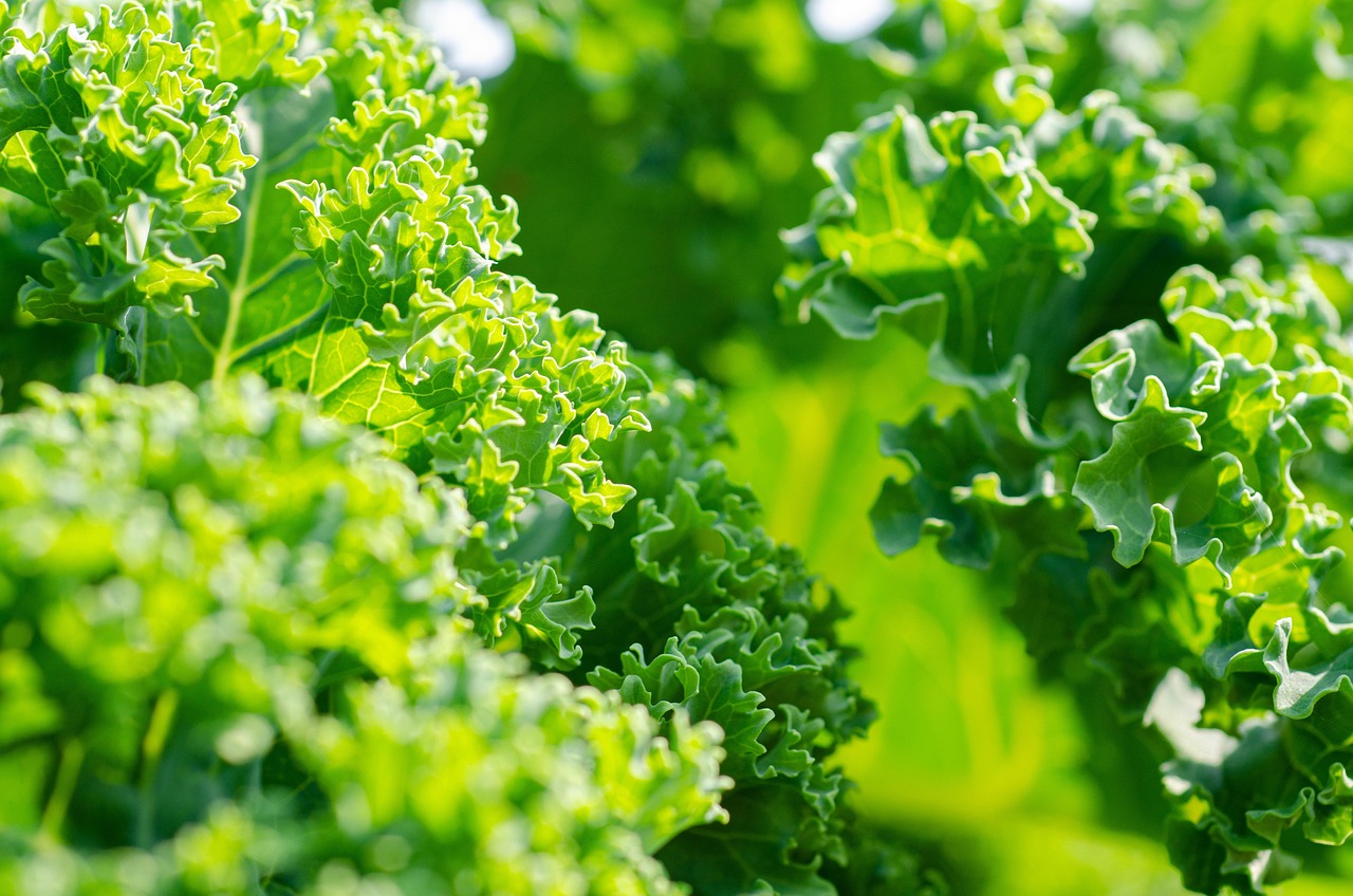 Kale 5566746 1280