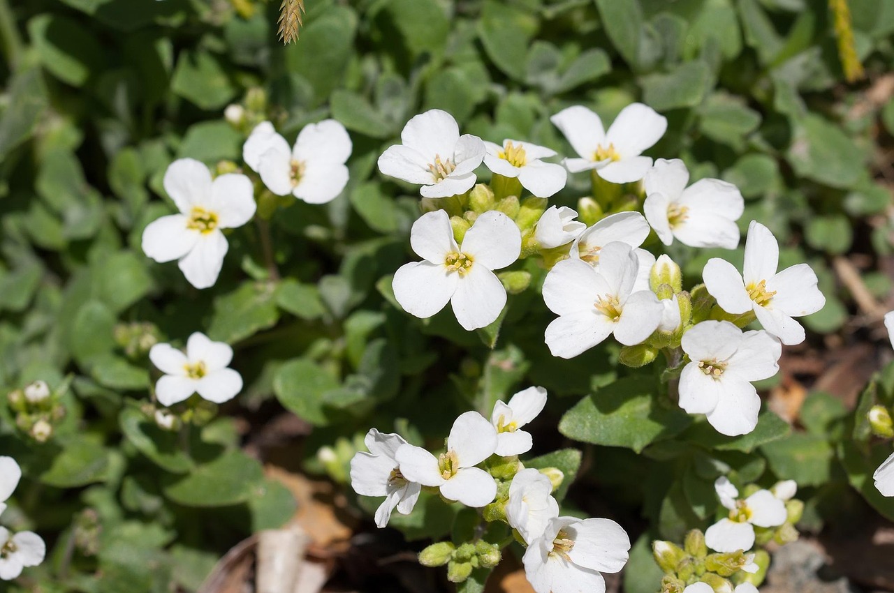 Rockcress 1440173 1280