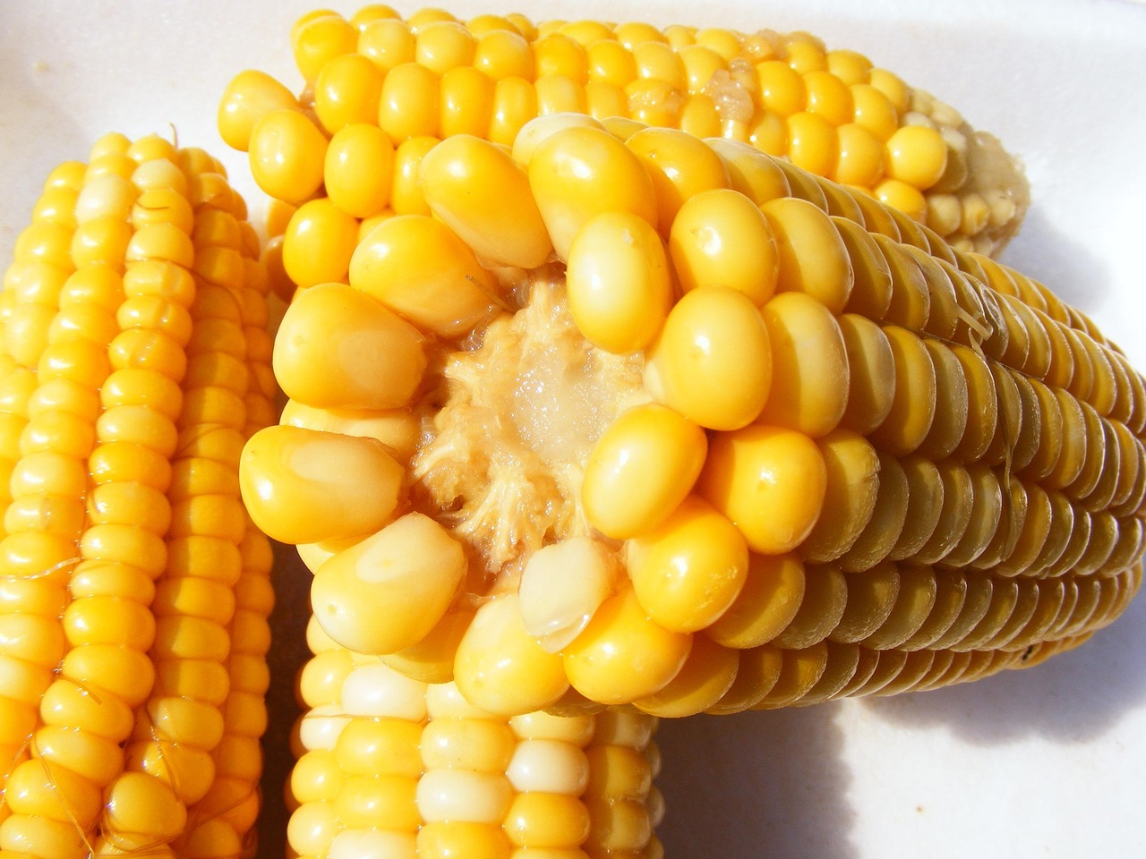 Corn 87332 1280