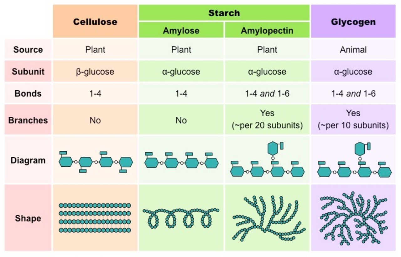 Glucose Polysaccharides Med (1)