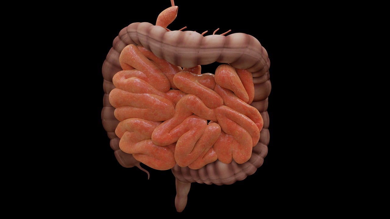 Intestine 4413737 1280
