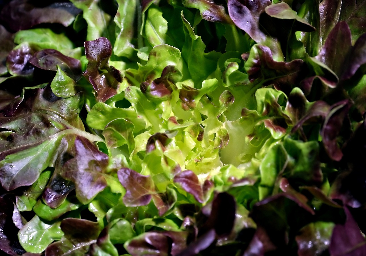 Lettuce 8022602 1280