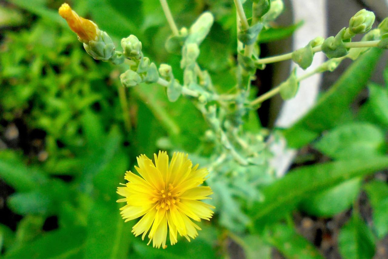 Lettuce Blossom (1)