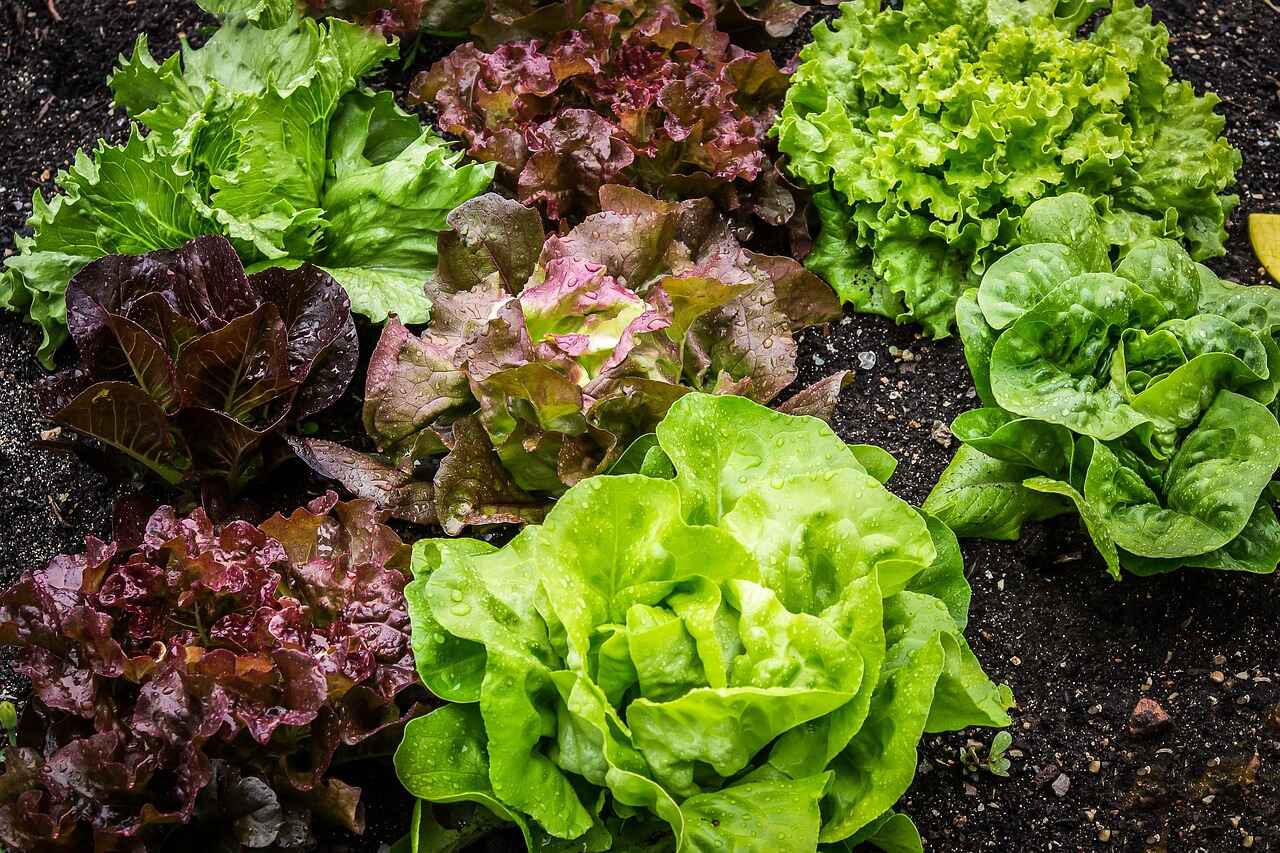 Salad 2376777 1280 (1)