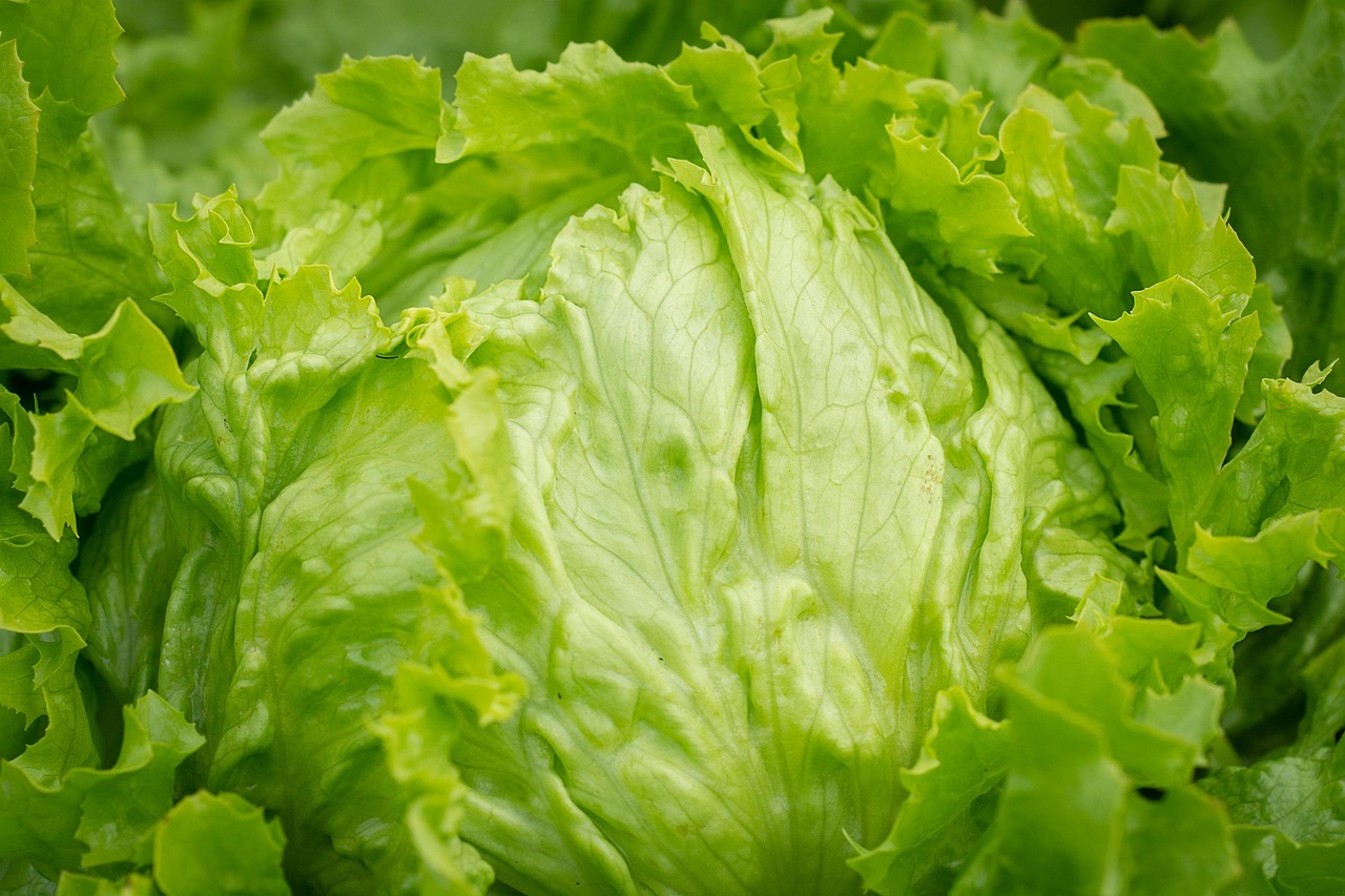 Salad 3505392 1280