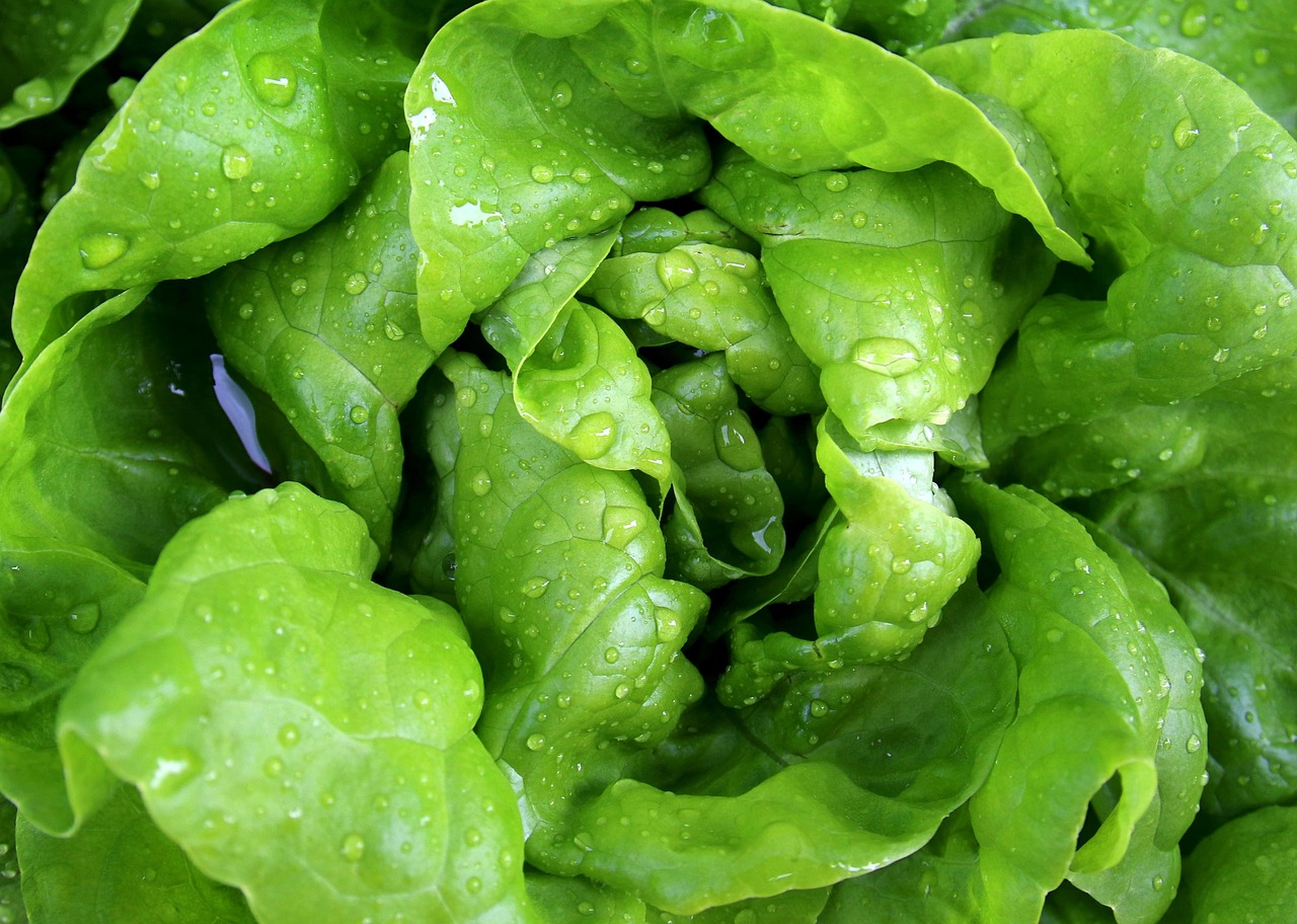 Salad 771056 1280
