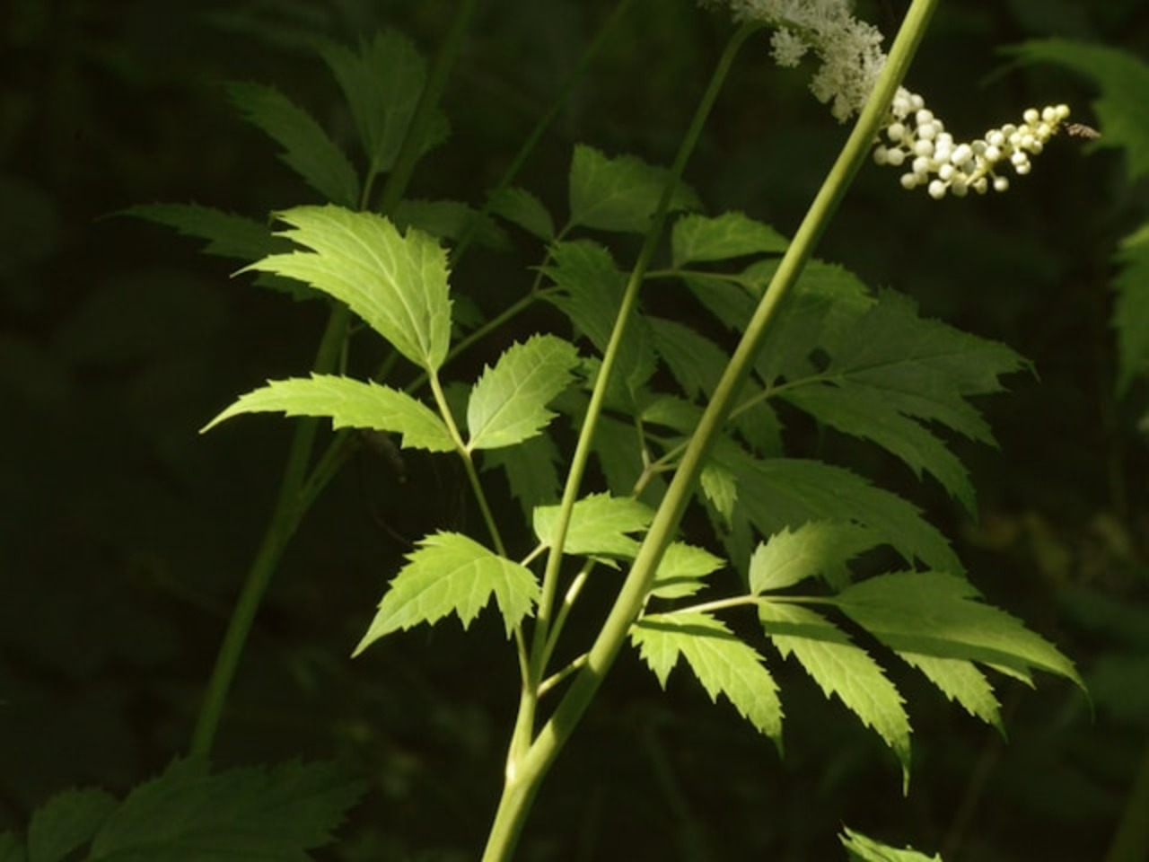 黑生麻