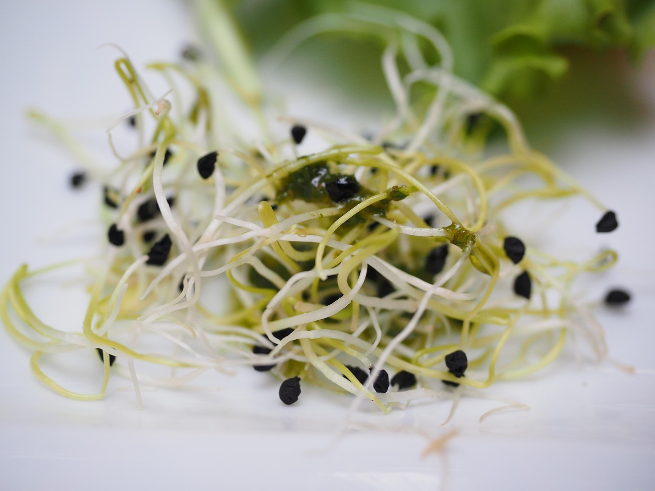 Alfalfa Sprouts 1522076 1280