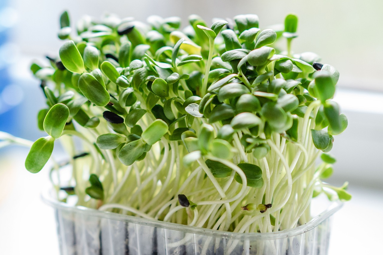 Microgreen 6688950 1280