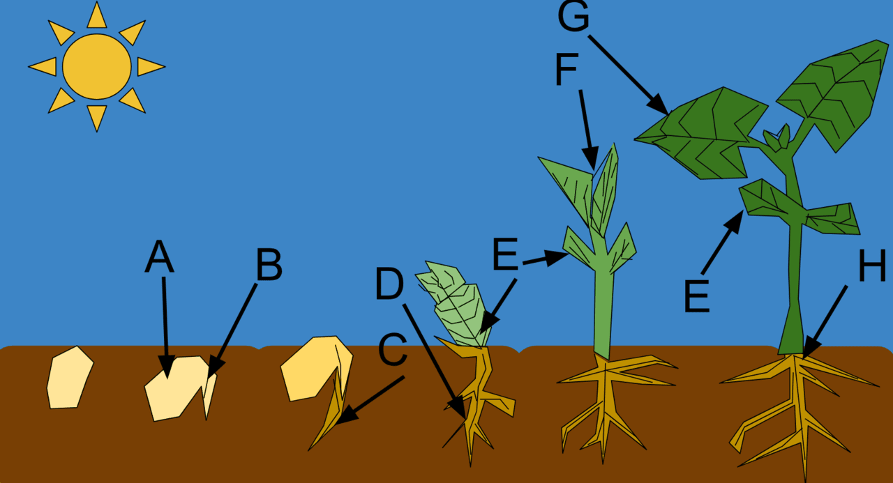 種子發芽至成熟 (1)