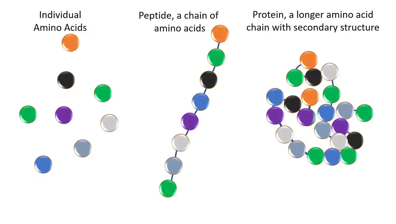 Amino Acid Peptide And Protein (1)