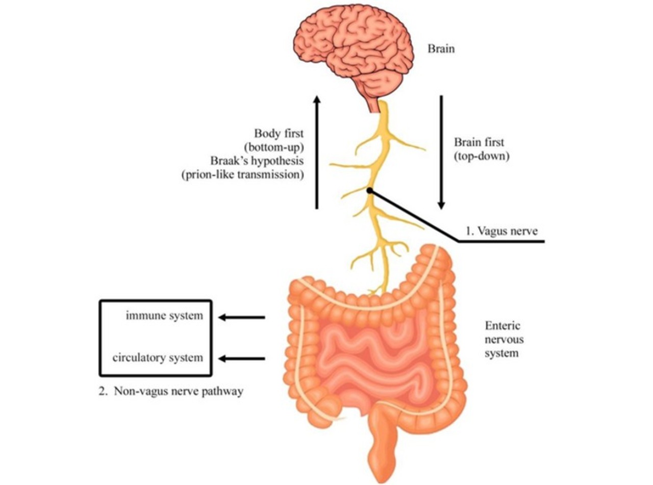 大腦與腸神經系統由迷走神經連結 (1)