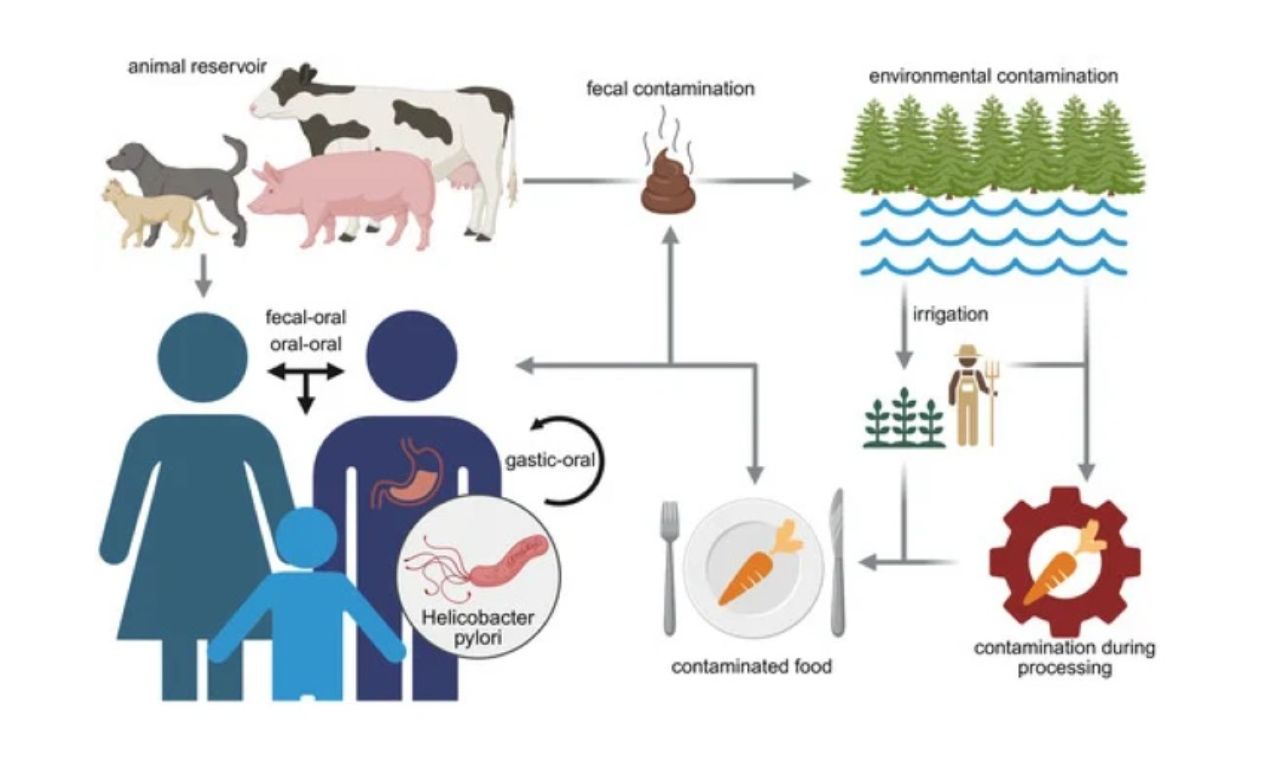 幽門螺旋桿菌的潛在傳播途徑