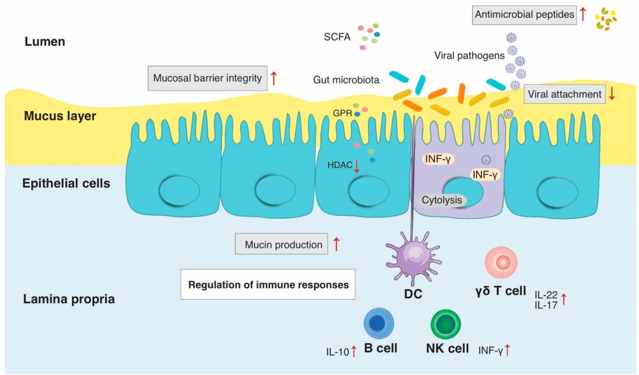 腸道微生物群與宿主免疫和體內平衡的機制