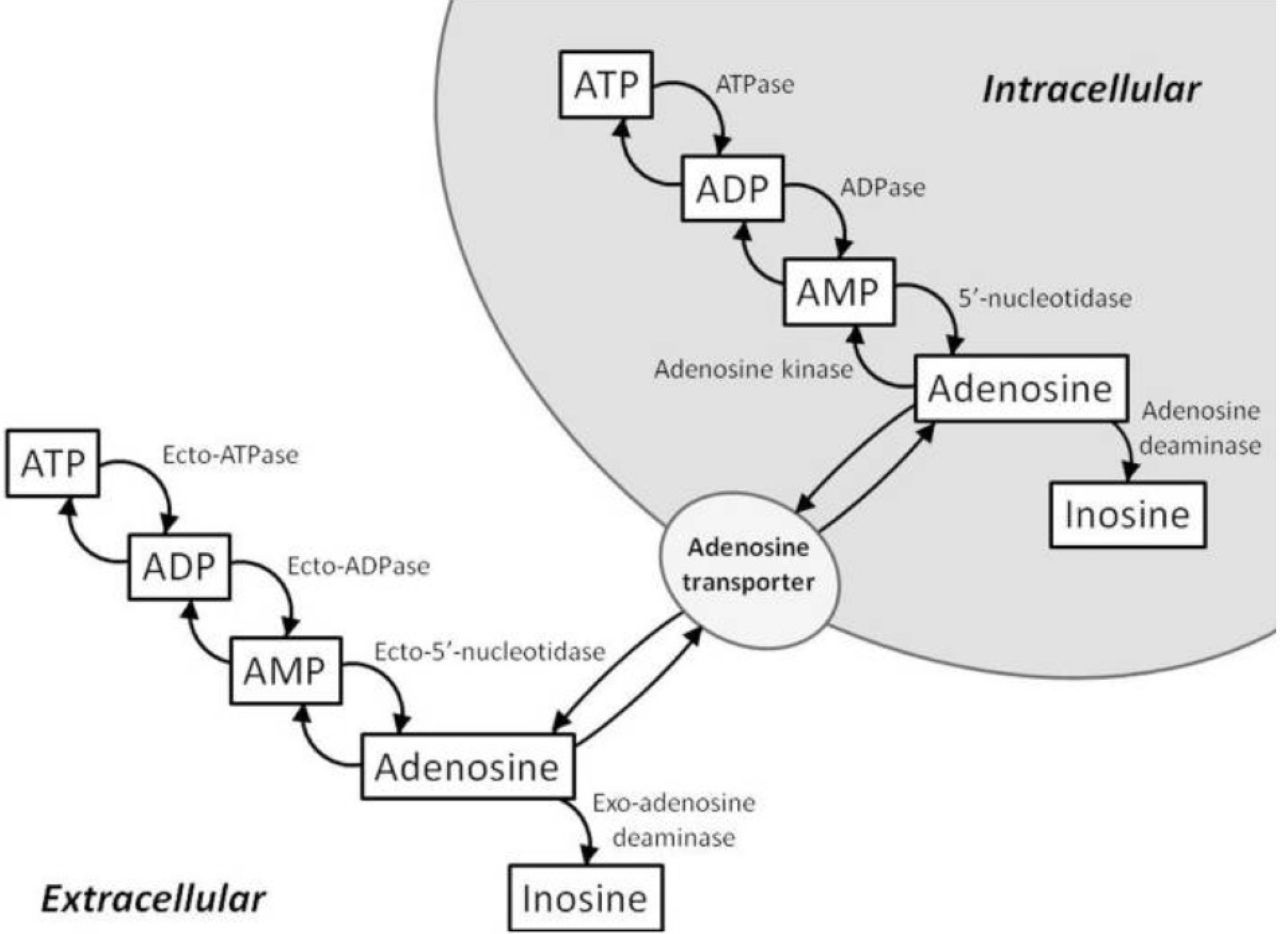 Atp Adenosine