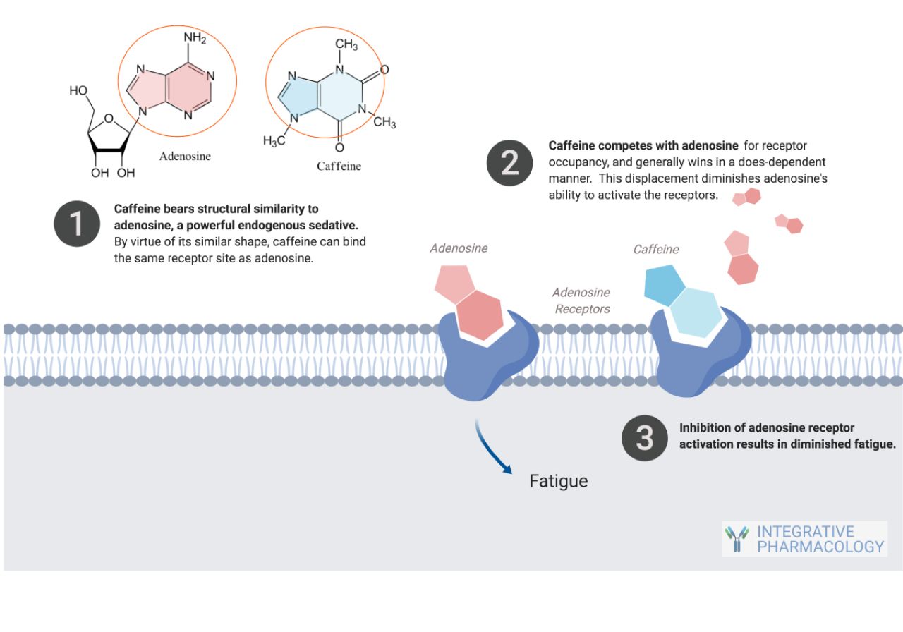 Adenosine And 咖啡因